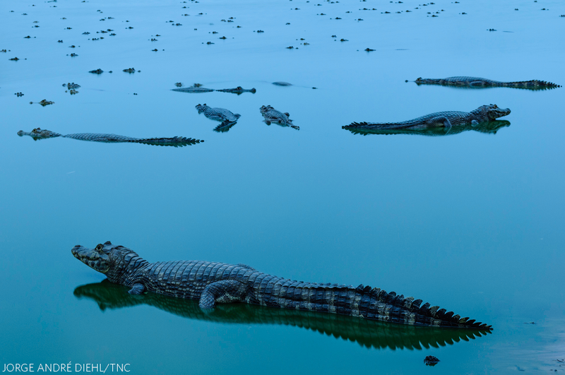“Meeting of the Alligators.” Lagoon with many alligators in the northern Pantanal area of Brazil.